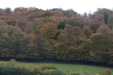 woodland backdrop