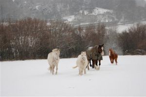 Horses in the Snow